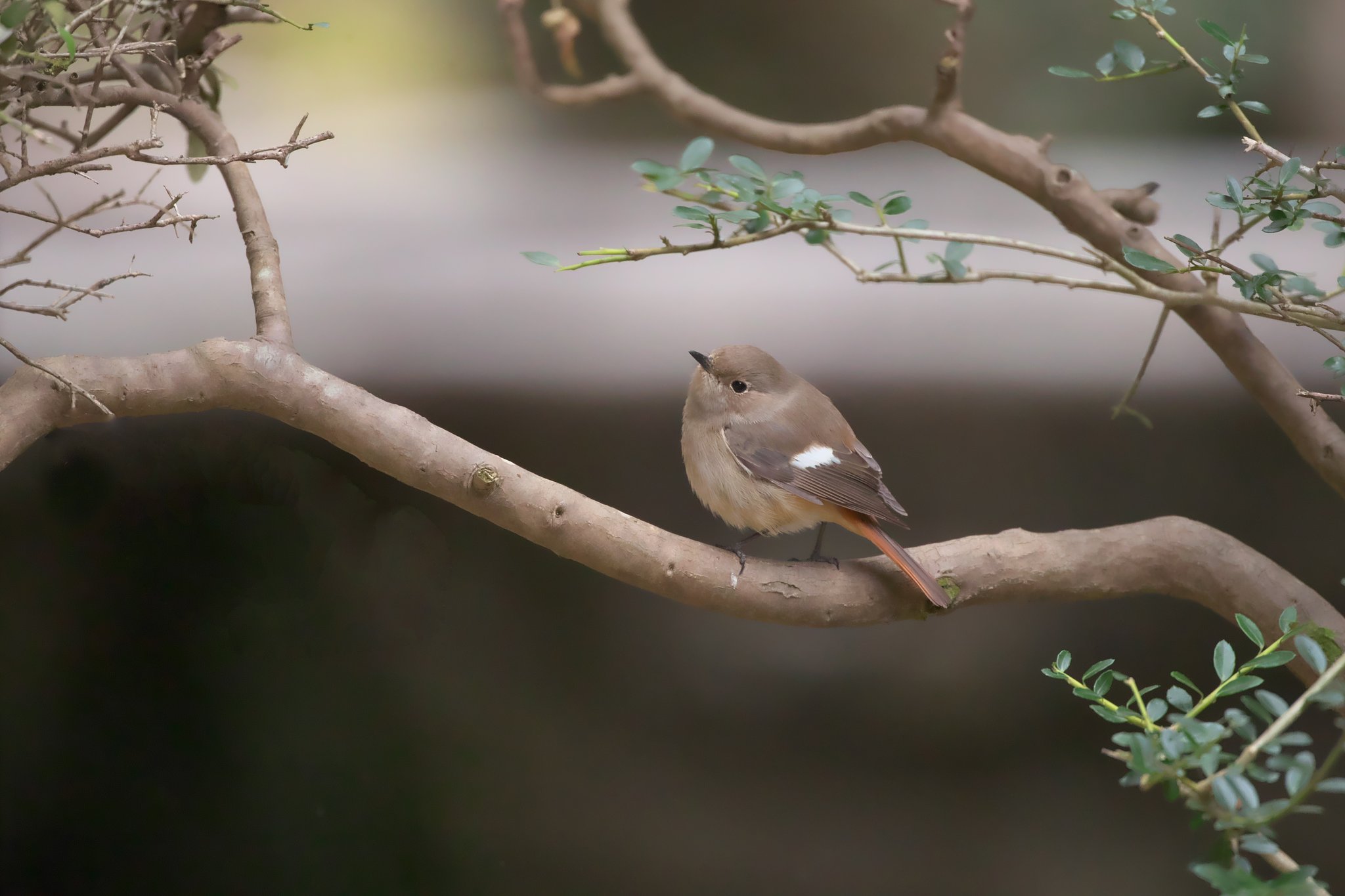 ♀ジョウビタキ