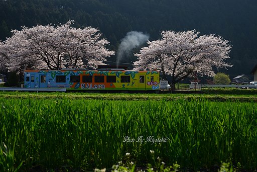 モレラ！GO～