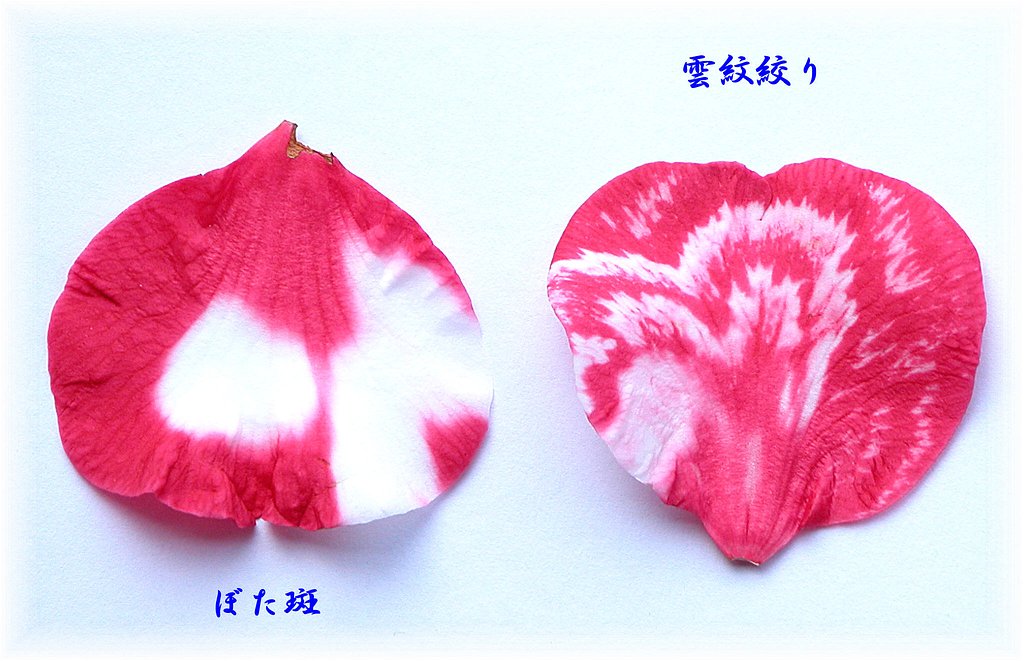 椿　岩根絞りの花弁