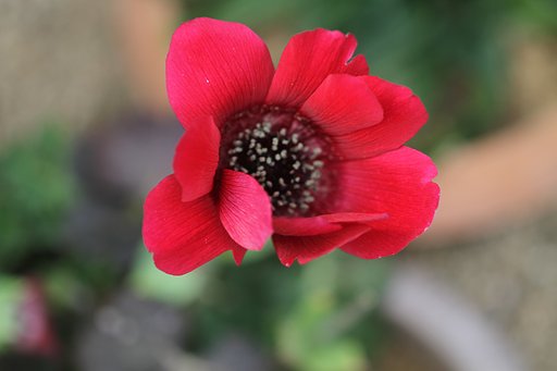 真紅のアネモネ