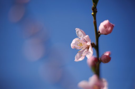 桃と青空