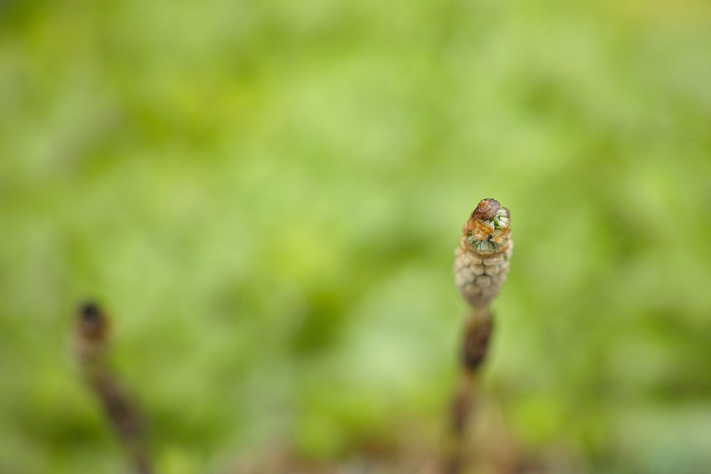 Kenko AC Close-up Lens NO.5