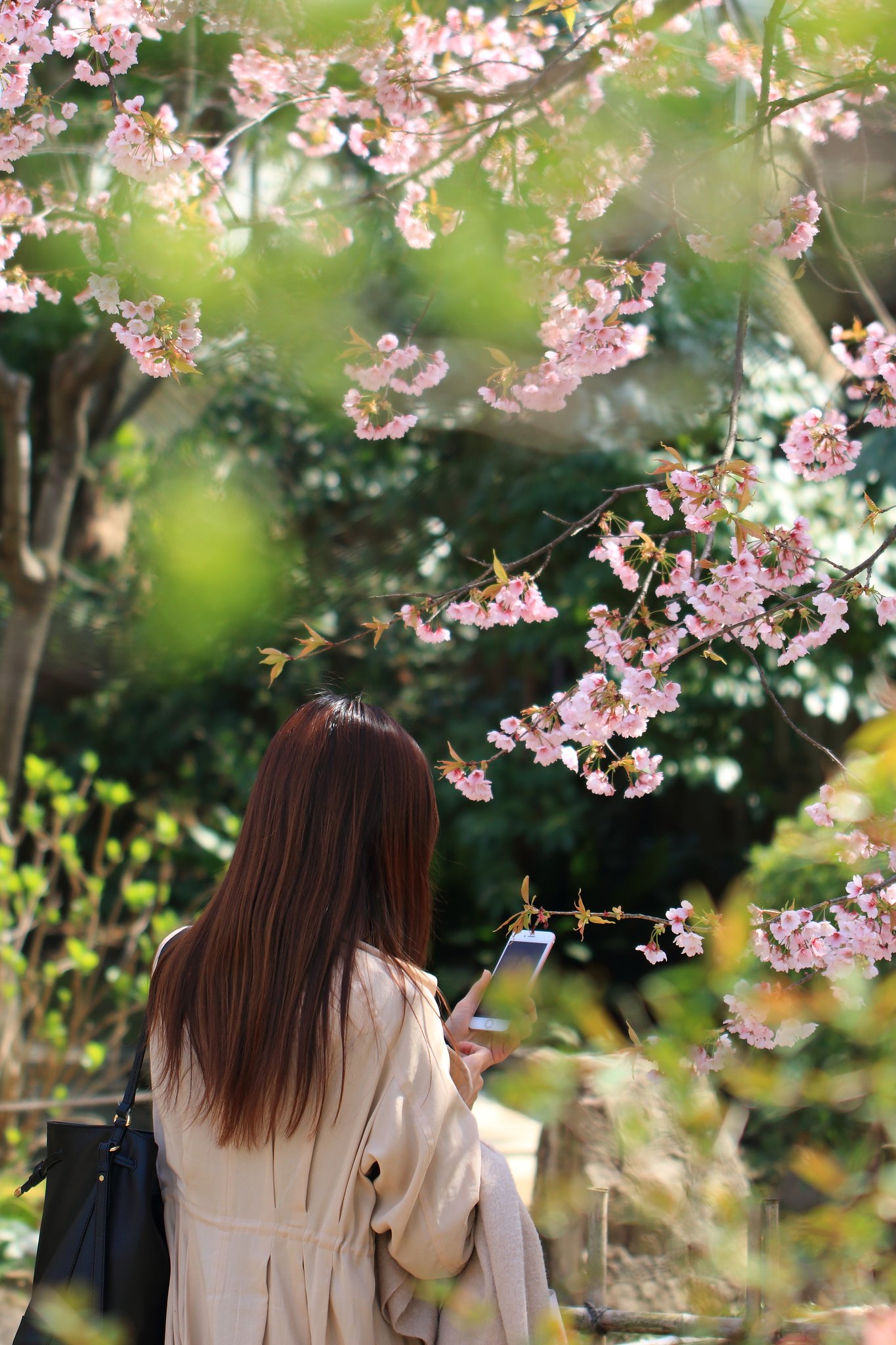 桜もタジタジ・・の美髪２