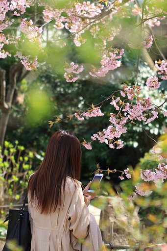 桜もタジタジ・・の美髪２