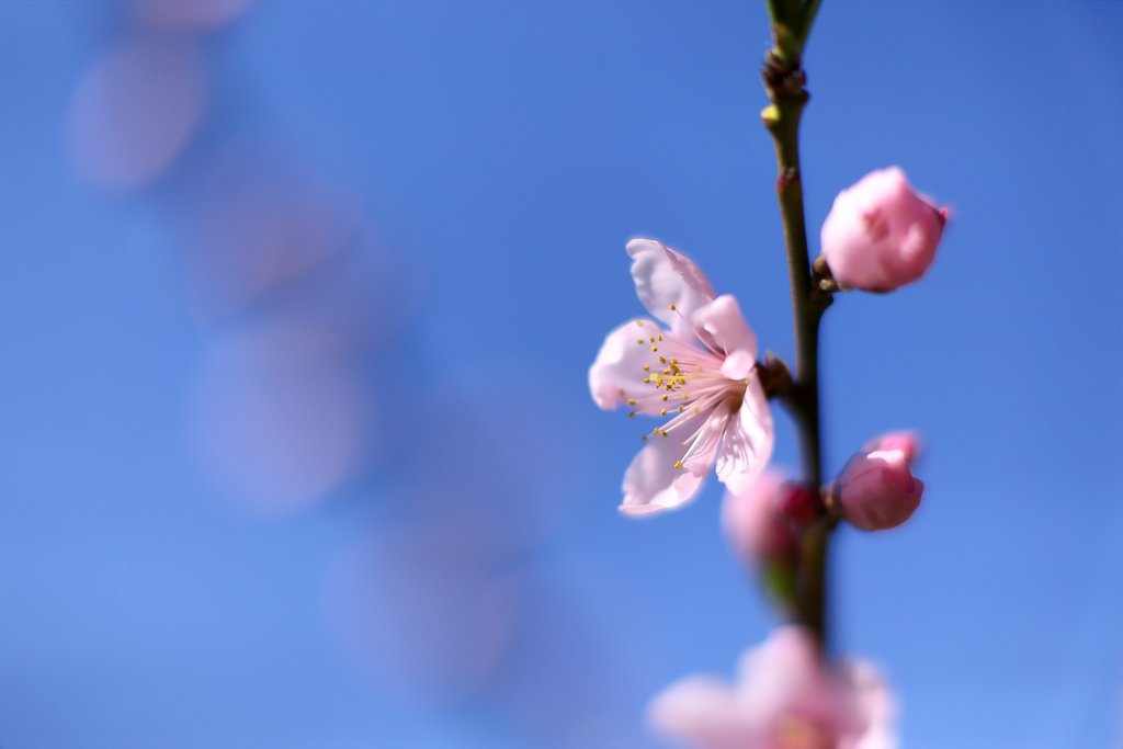 桃と青空（別現像）