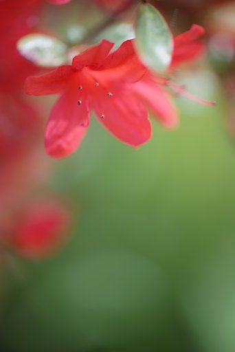 ツツジ