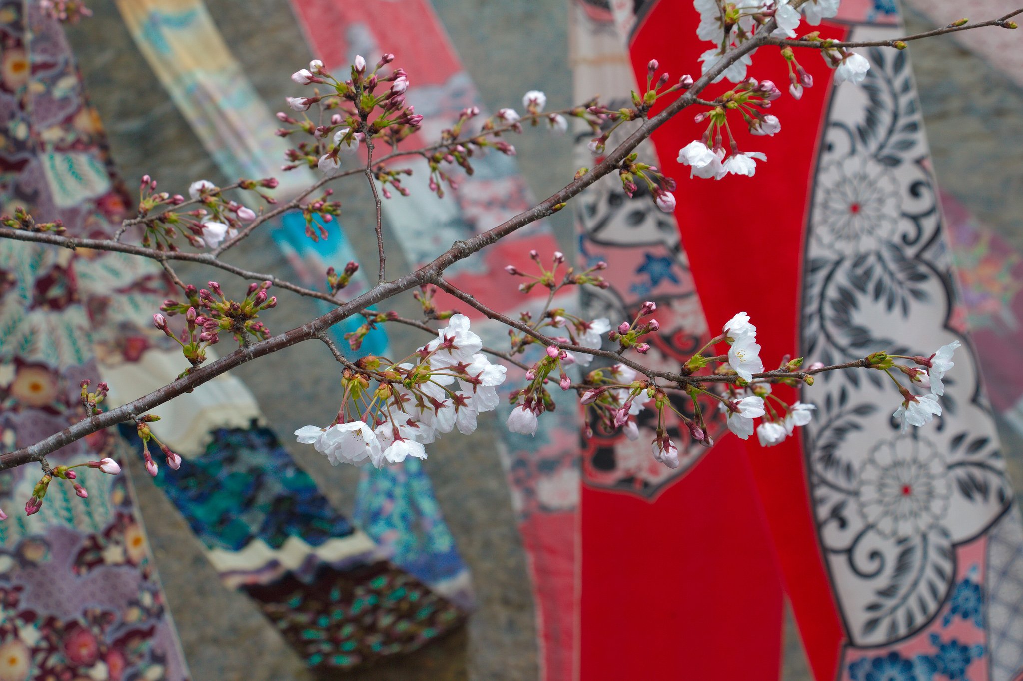 桜＆友禅
