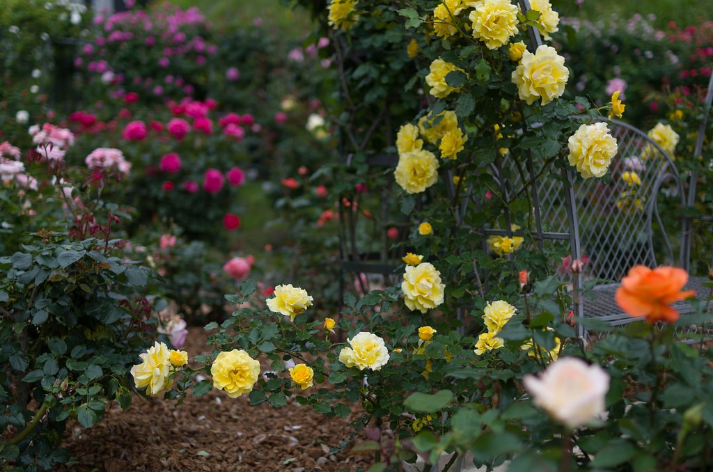 SIGMA 30mm F1.4 DC HSM