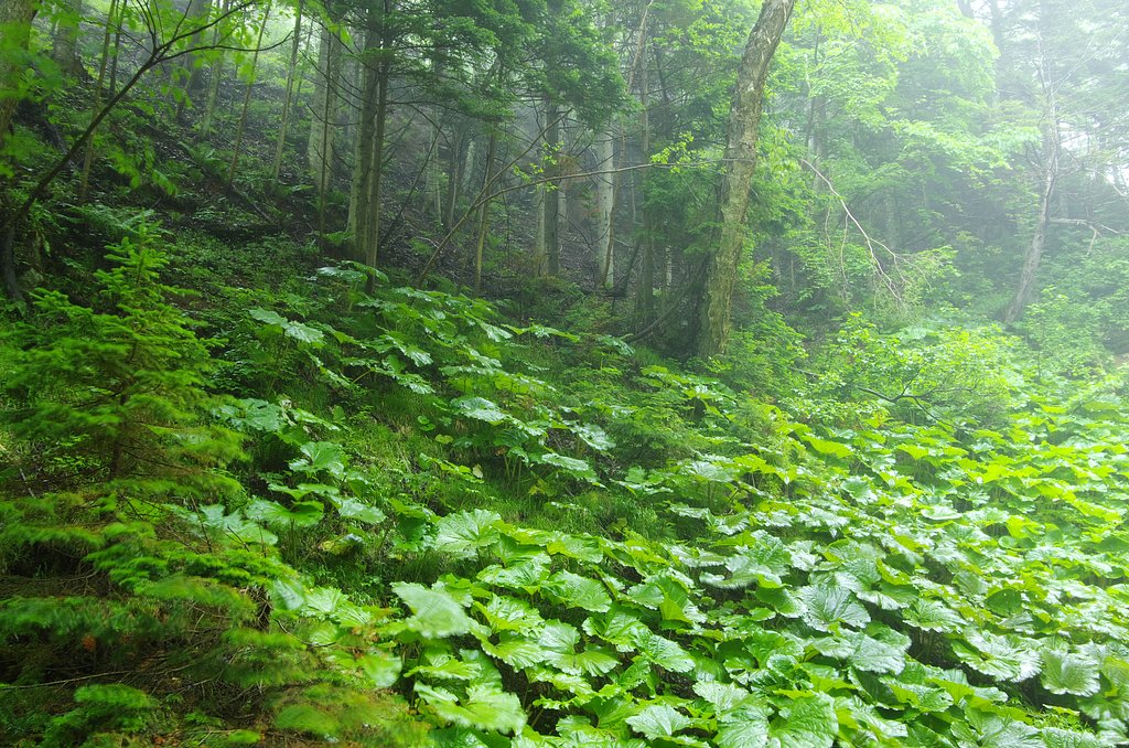 艶やかな緑