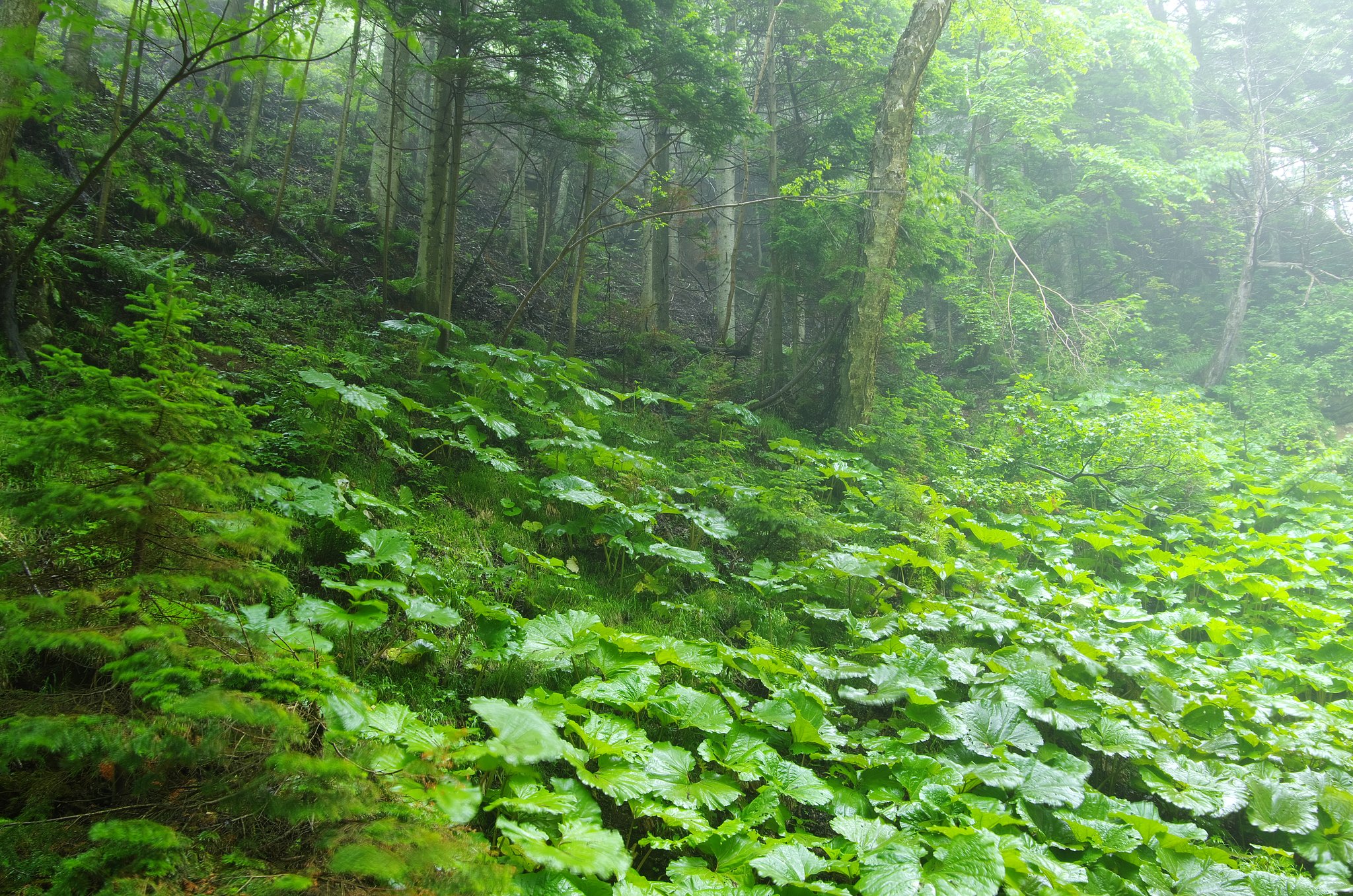 艶やかな緑