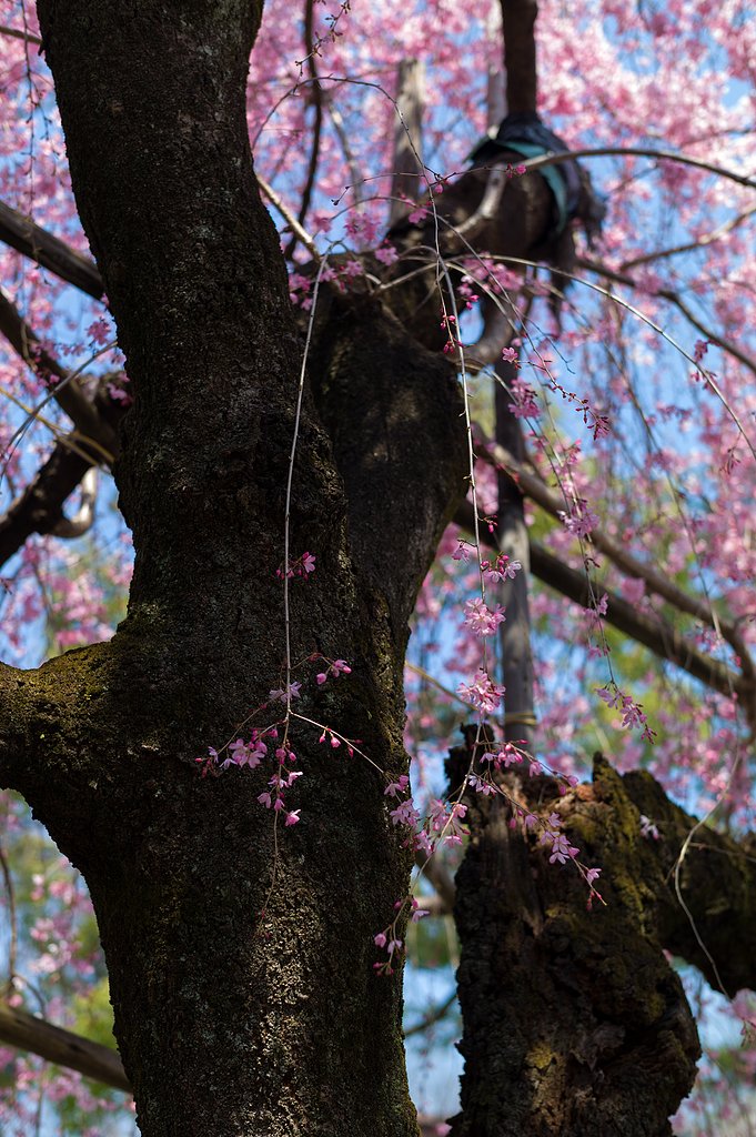 SUMMILUX-M 50mm F1.4 ASPH