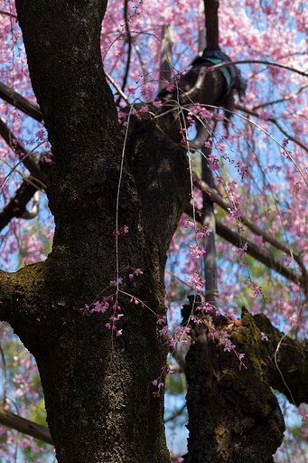 SUMMILUX-M 50mm F1.4 ASPH