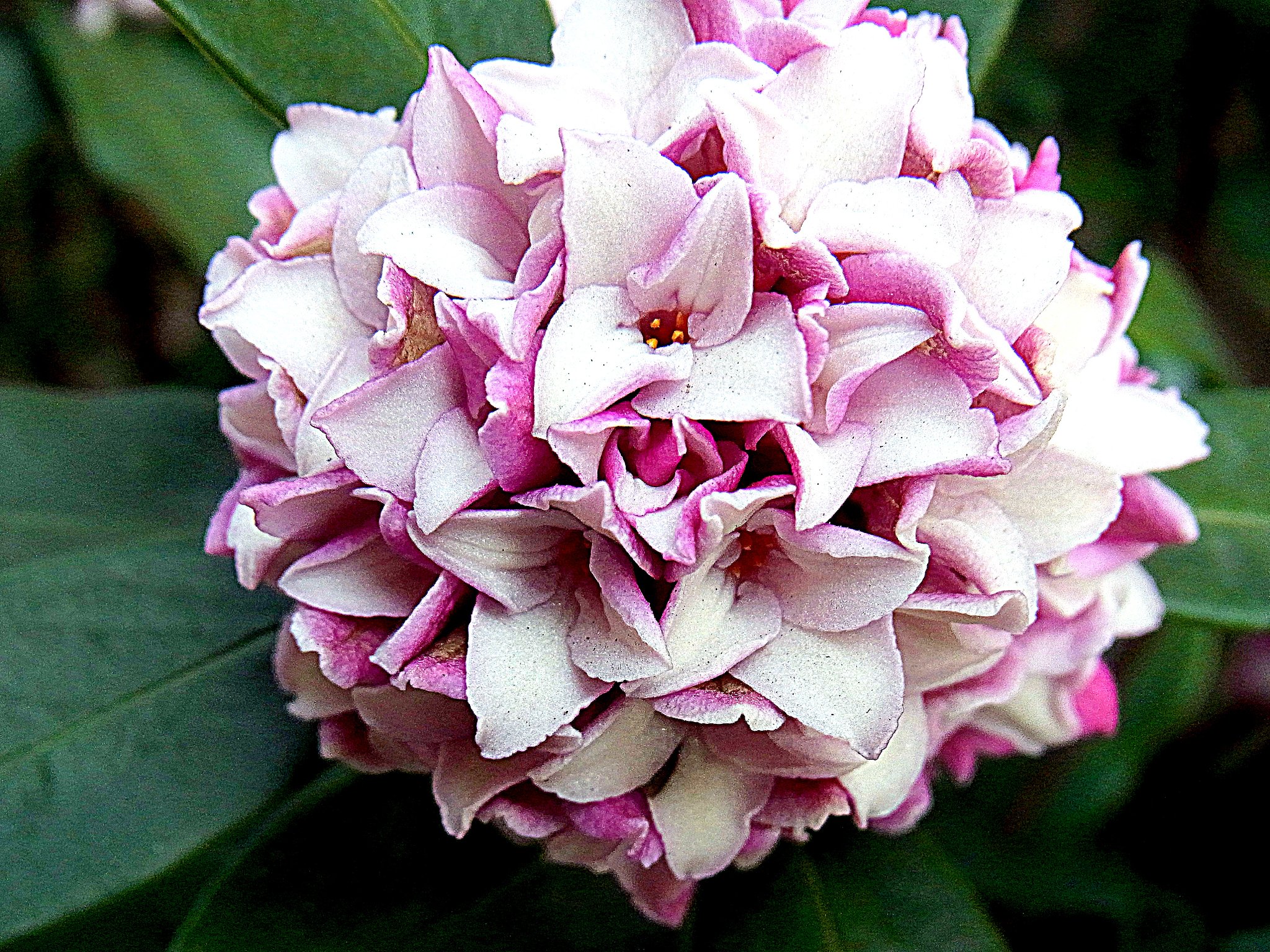 沈丁花UP