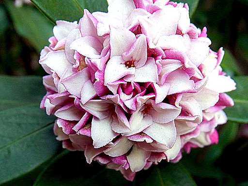 沈丁花UP