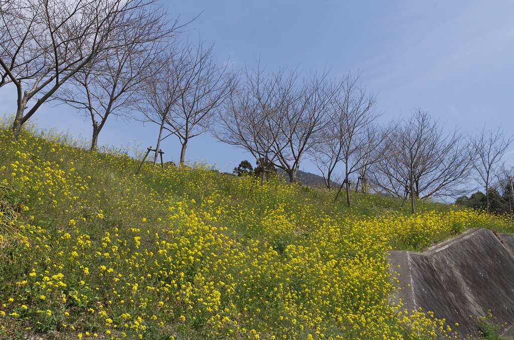桜待ち