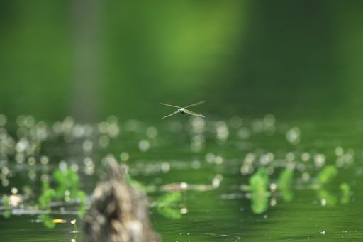 Xの飛行