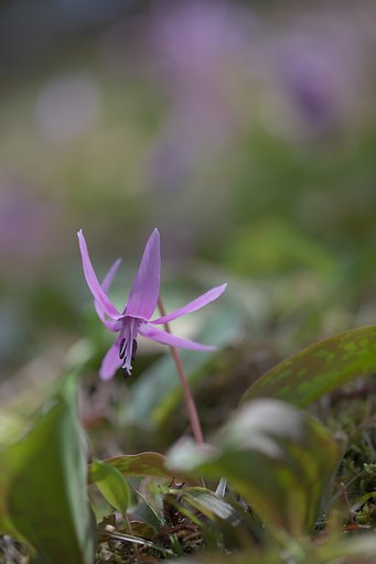 SP 90mm F/2.8 Di MACRO 1:1 VC USD（Model F017）