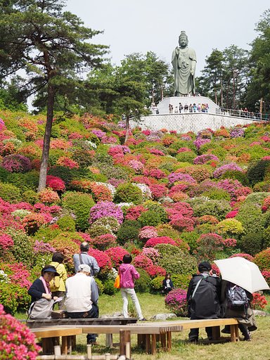 塩船観音寺でコロコロと。