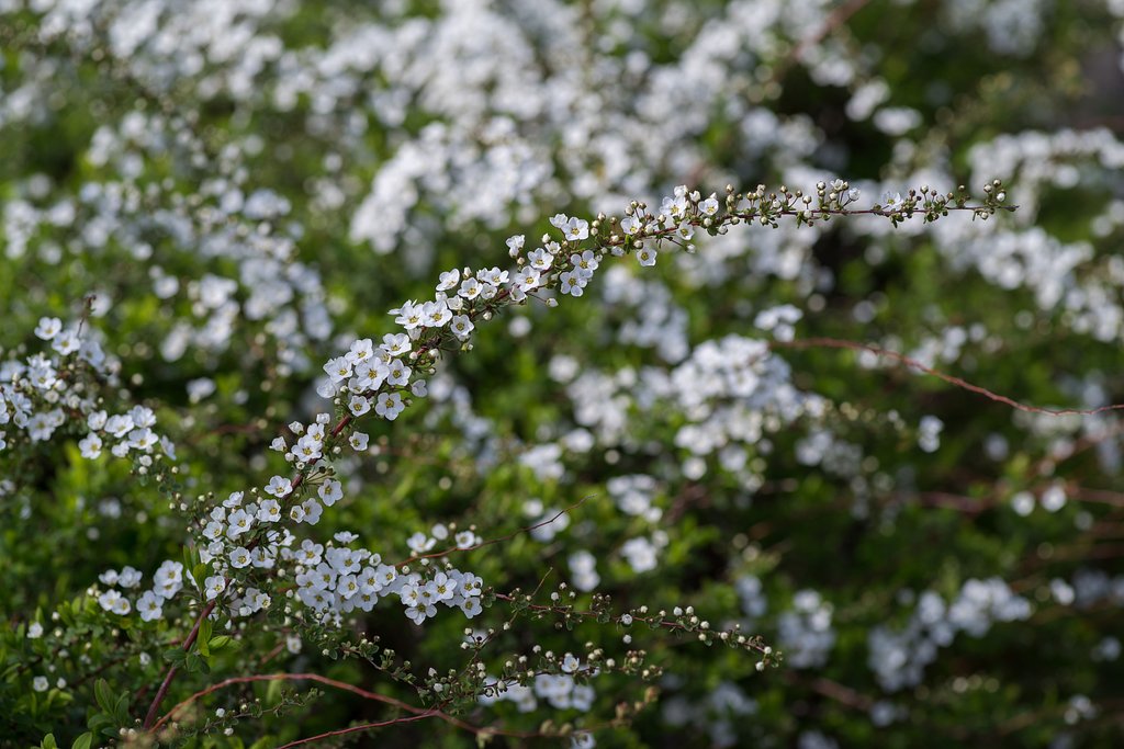 smc PENTAX-D FA MACRO 100mm F2.8 WR