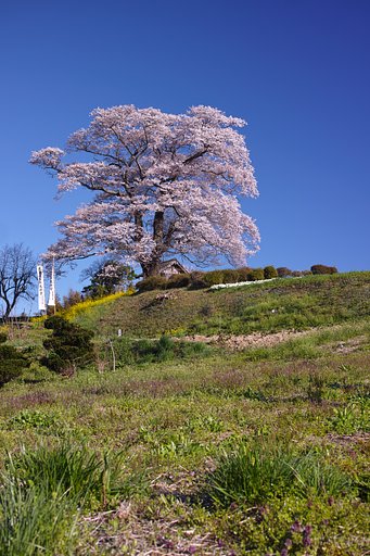 三春町七草木天神桜