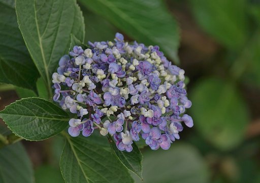紫陽花ＲＸ編
