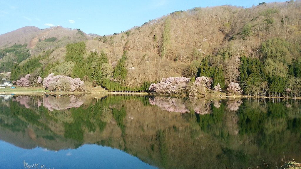 中綱湖の桜