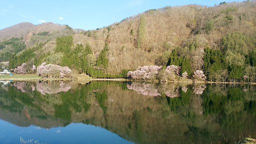 中綱湖の桜