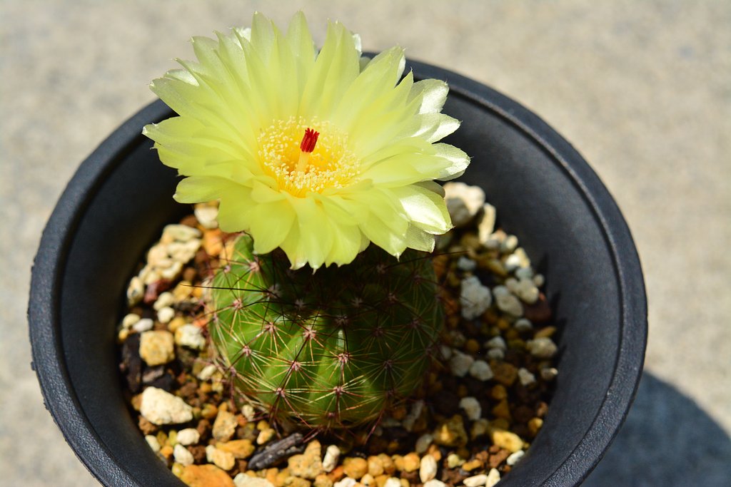 サボテンの花