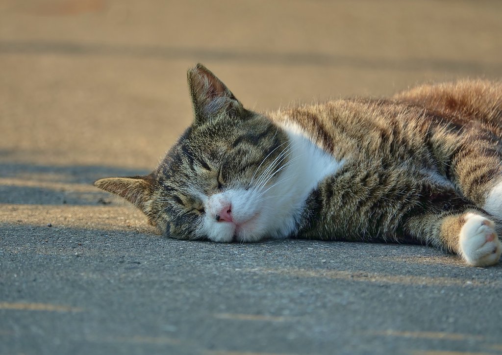 地域猫