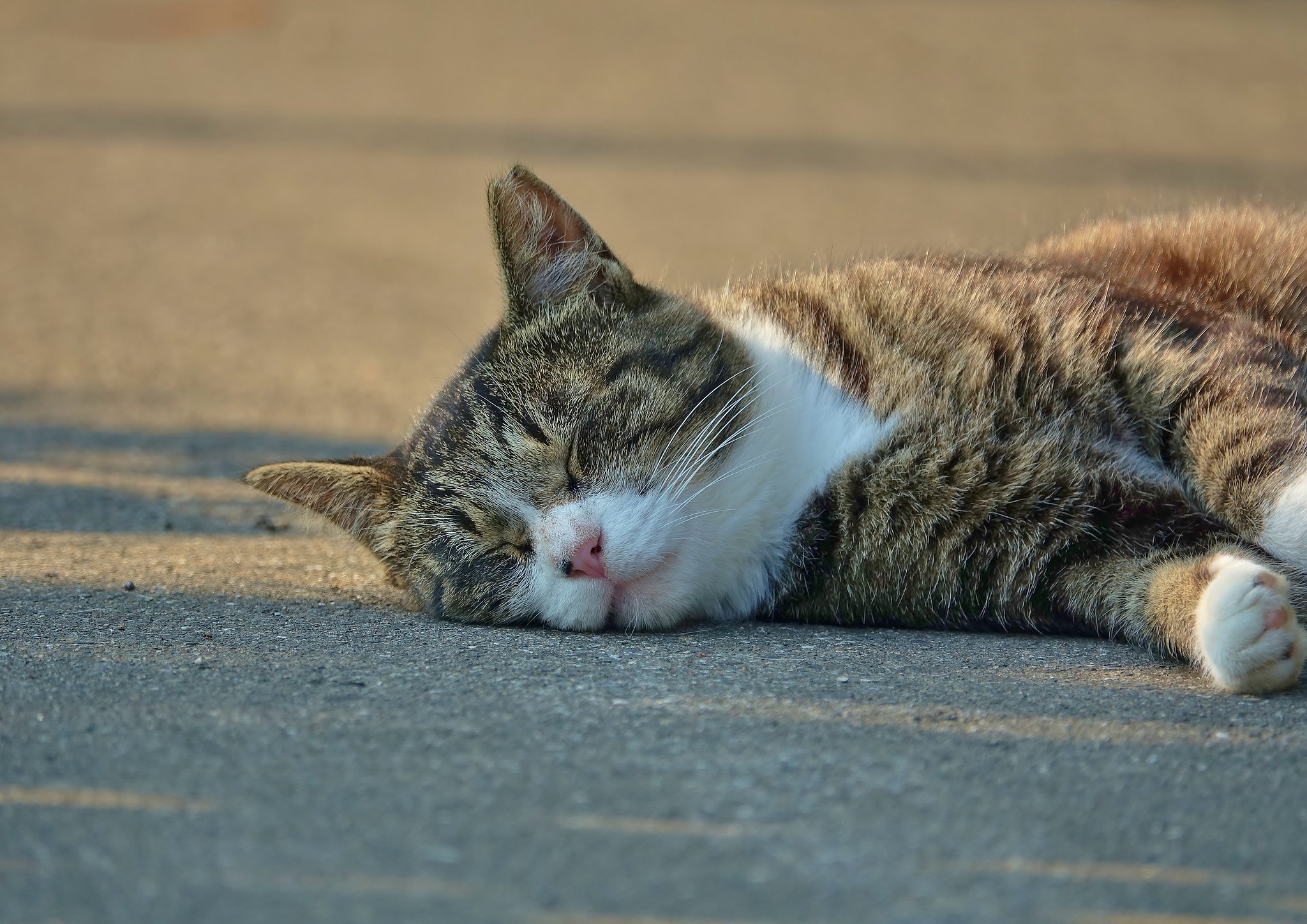 地域猫