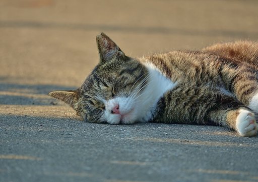 地域猫