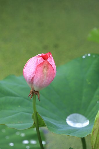 雨後のハス