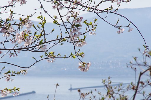 小樽の桜