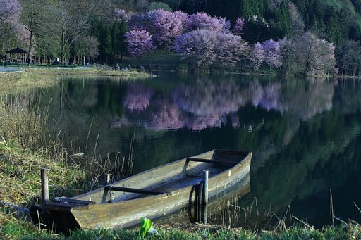2017 最後の桜 Ⅱ