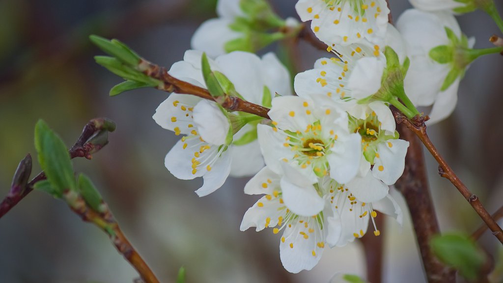 プラムの花