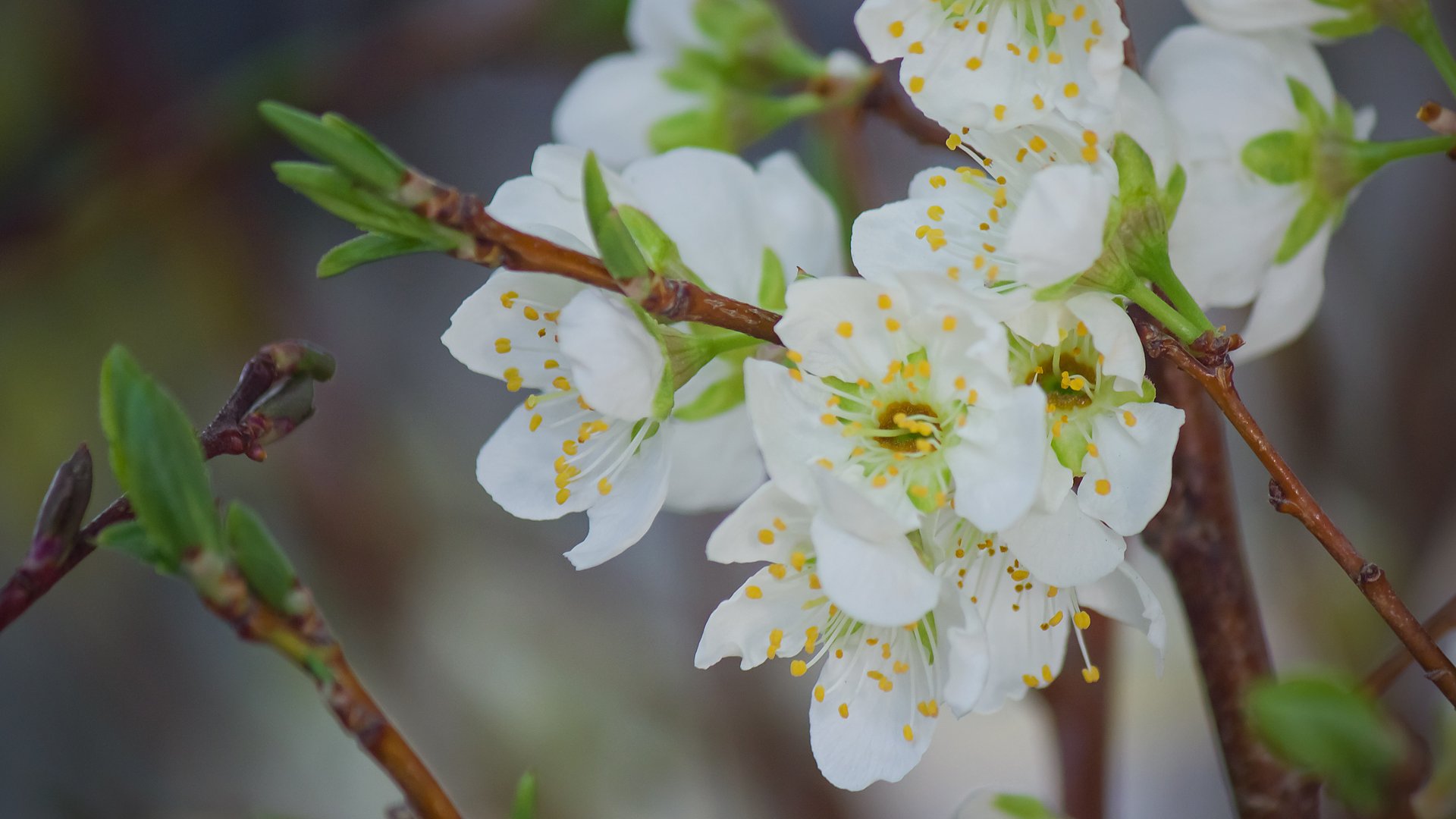 プラムの花