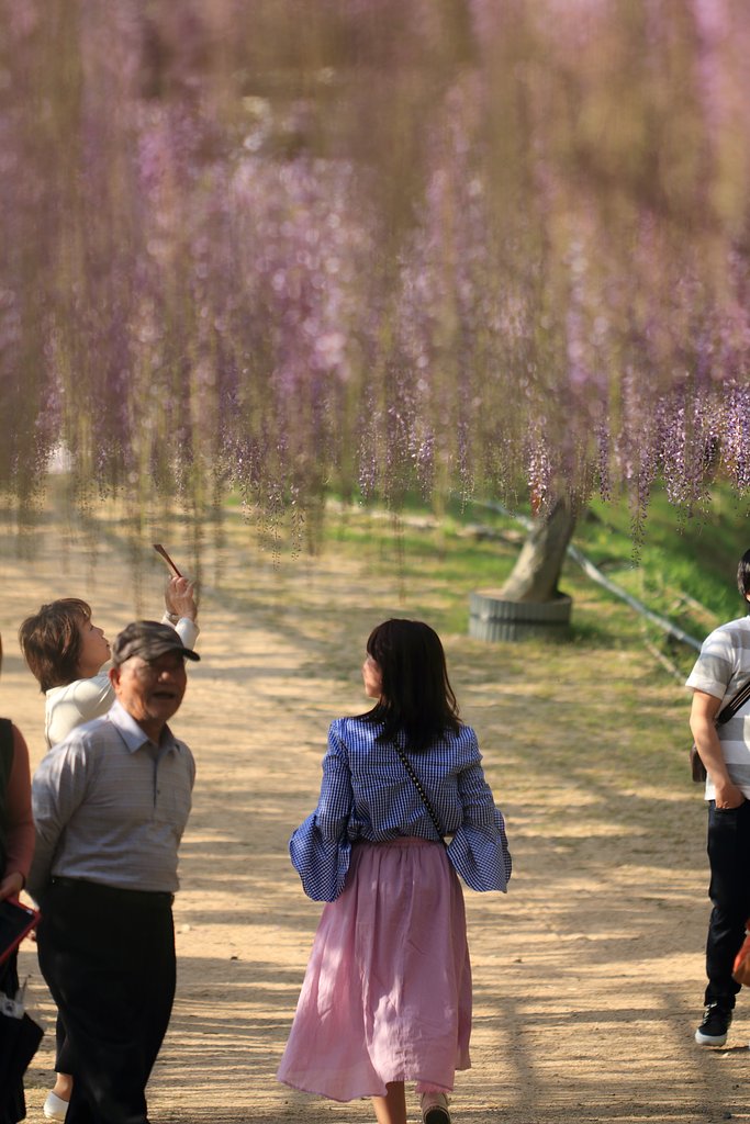 和気町藤公園