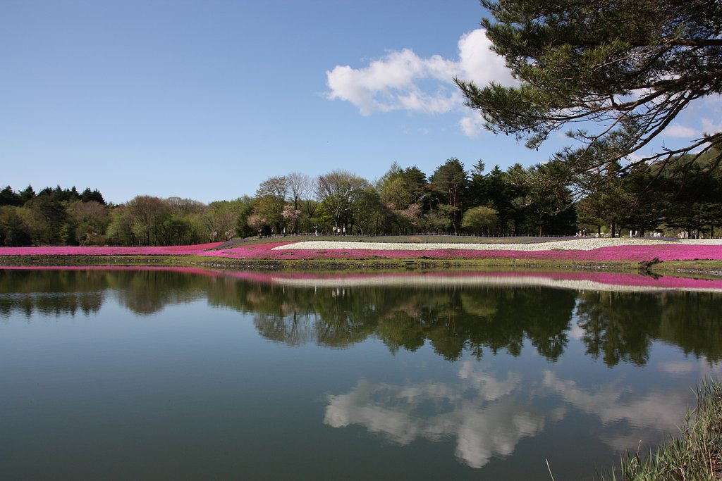 雲と芝桜の映り込み