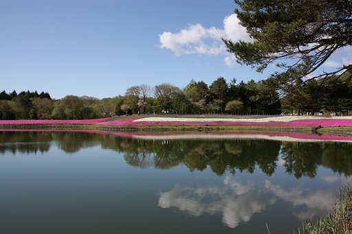 雲と芝桜の映り込み