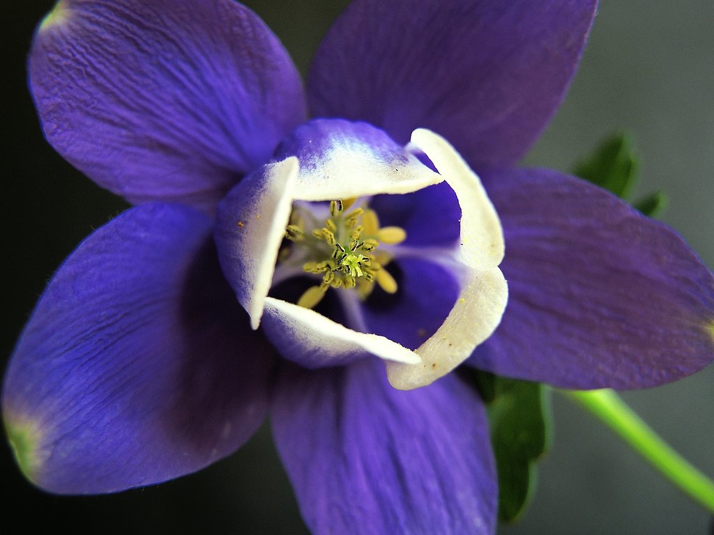 オダマキの花