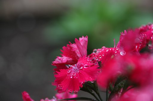 ナデシコと雨粒