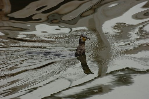鵜です