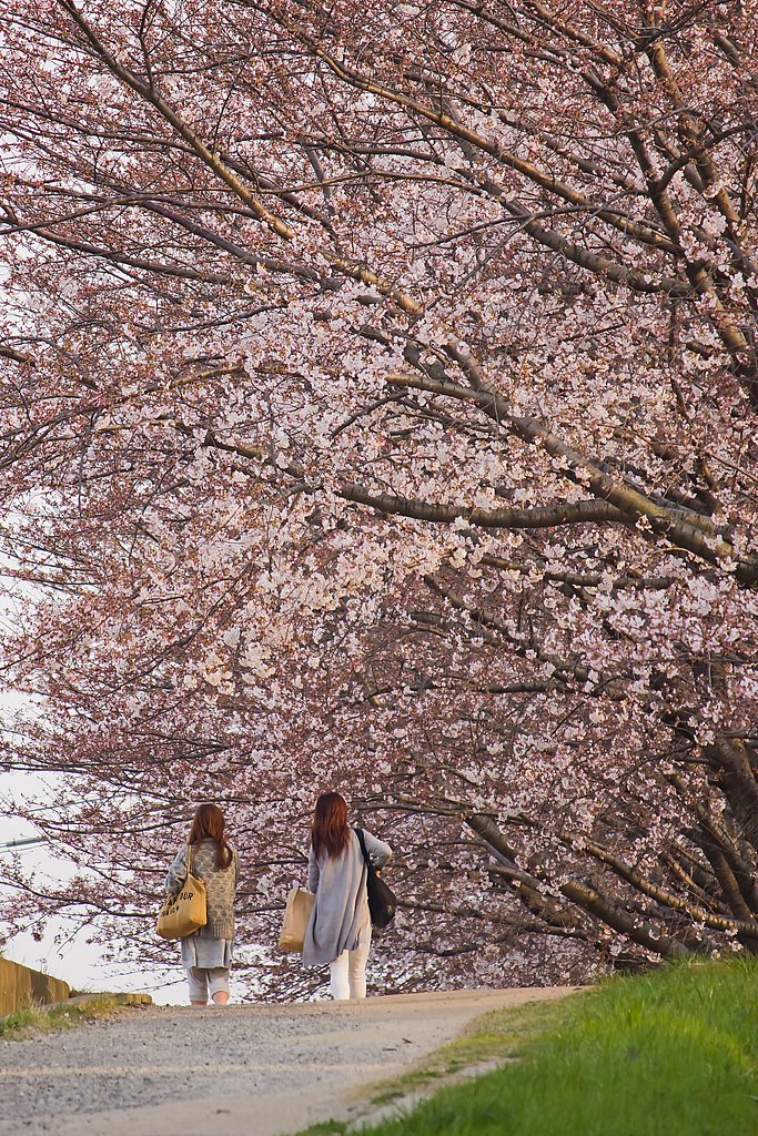 桜道を行く