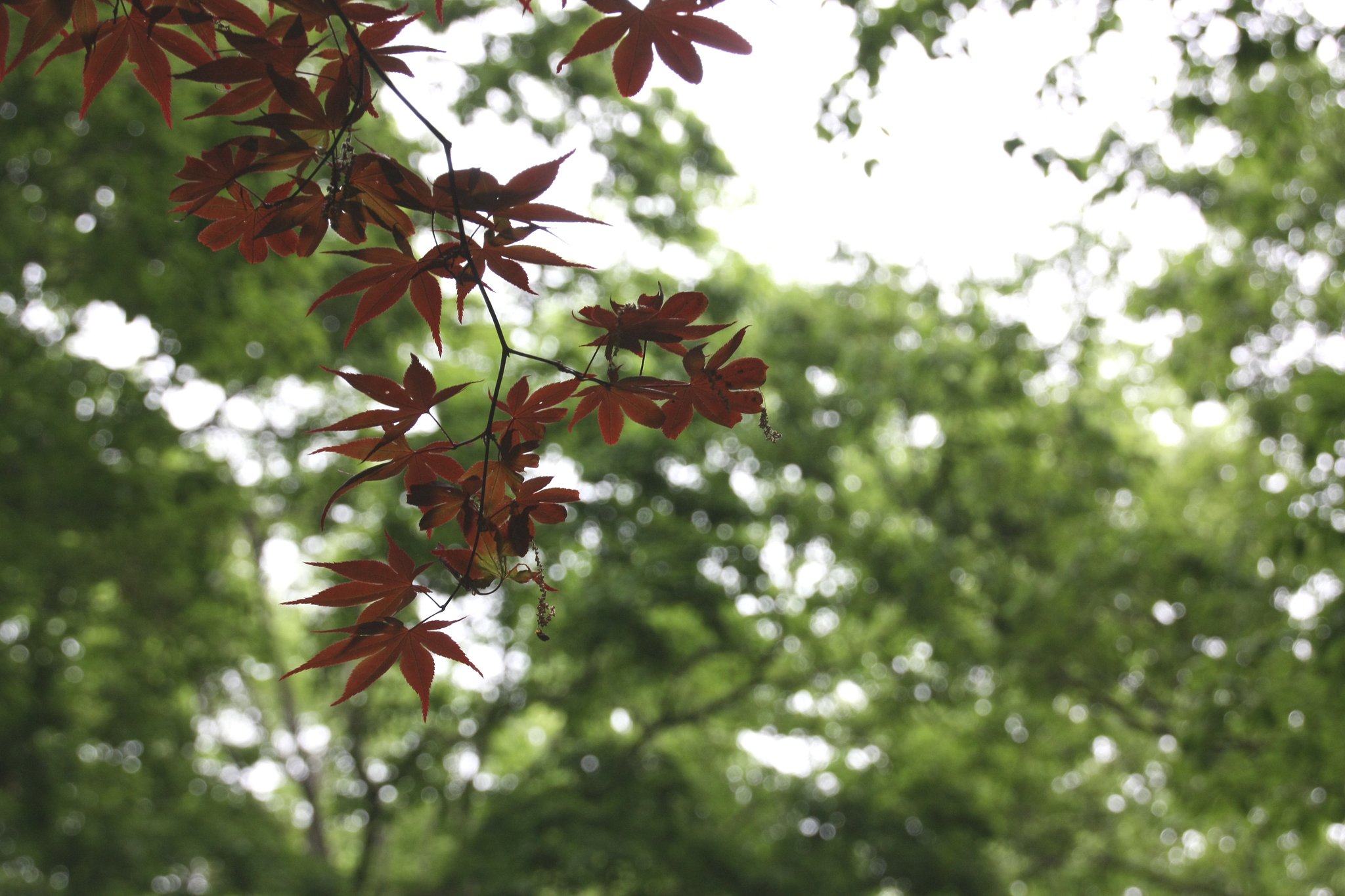 林の中