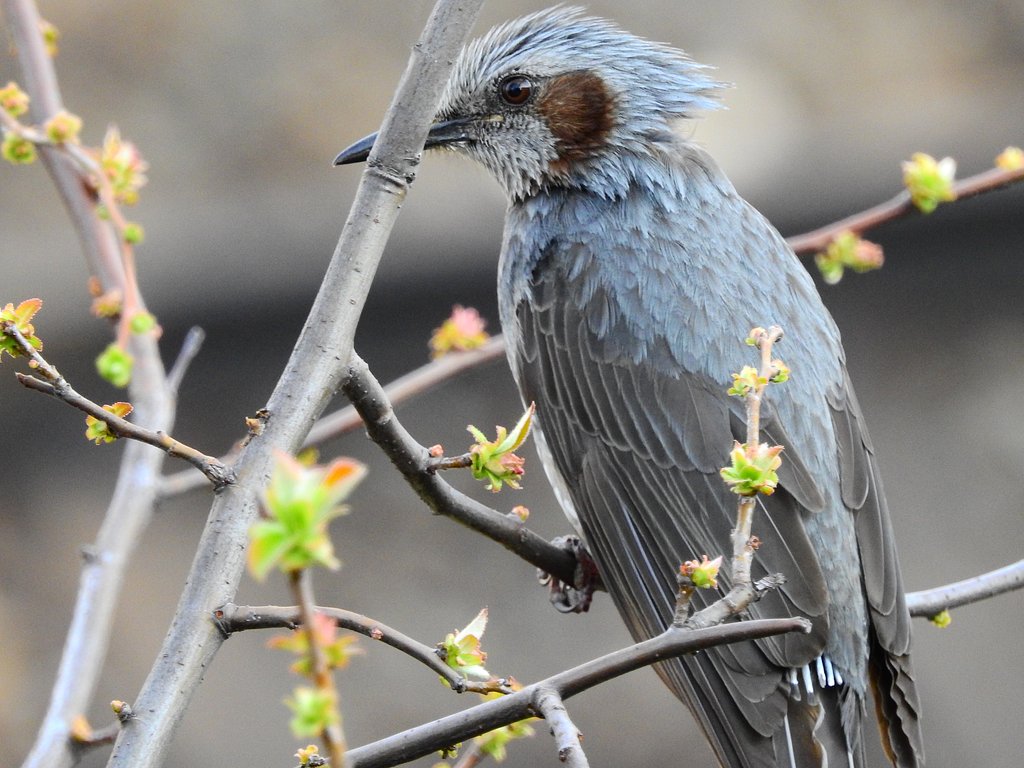 なんの野鳥