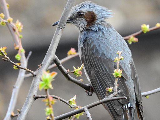 なんの野鳥