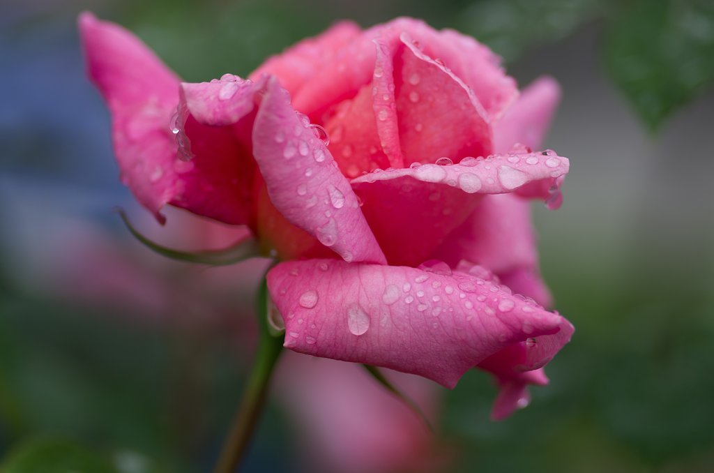 雫薔薇