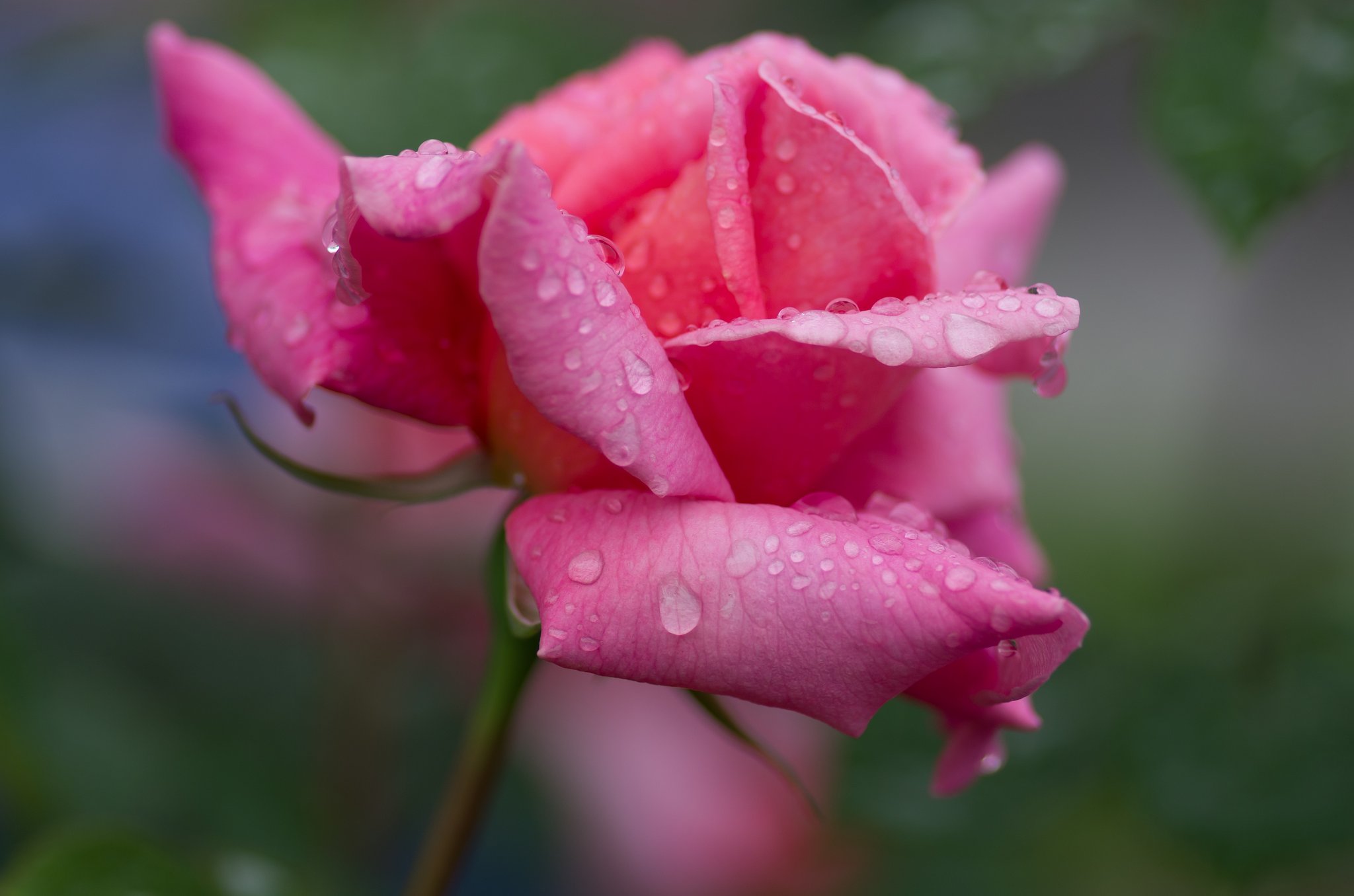 雫薔薇