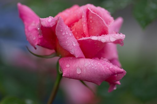 雫薔薇