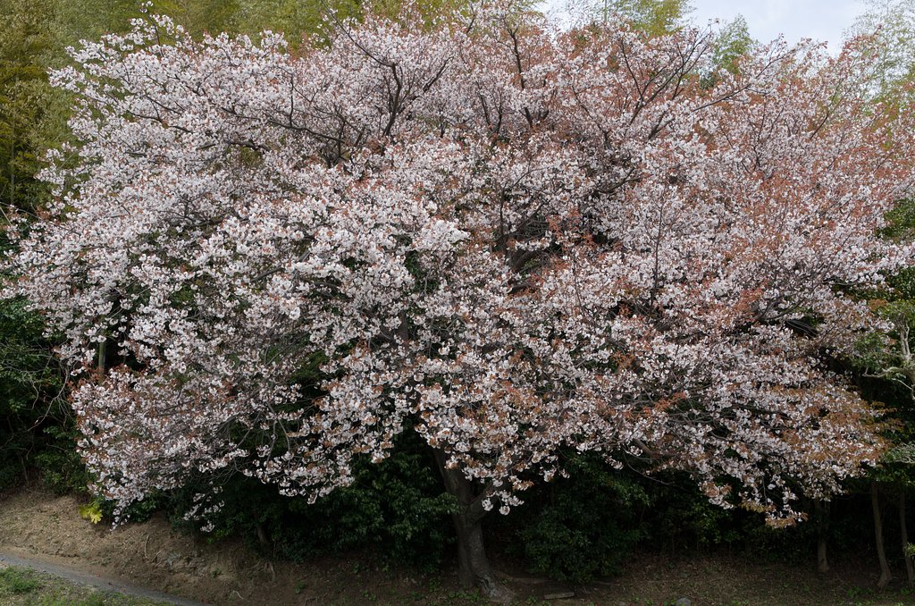 山桜